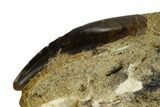 Serrated, Tyrannosaur Tooth in Sandstone - Judith River Formation #114011-4